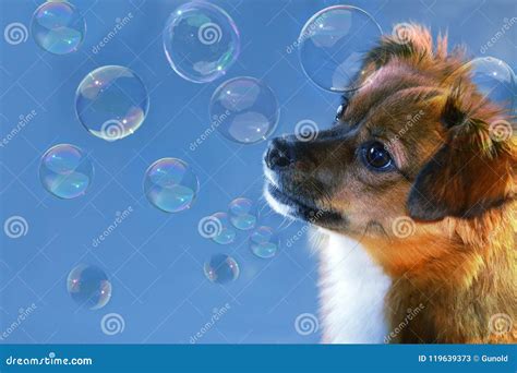 Cute Little Dog With Big Eyes Is Watching Soap Bubbles Stock Image