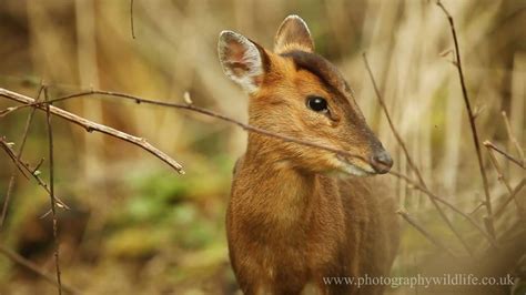 I would like to know what they eat, how big they get, where they need to be kept, how much they are to buy, and other things like that, and also where i can buy one. WILDLIFE - Muntjac Deer HD - YouTube