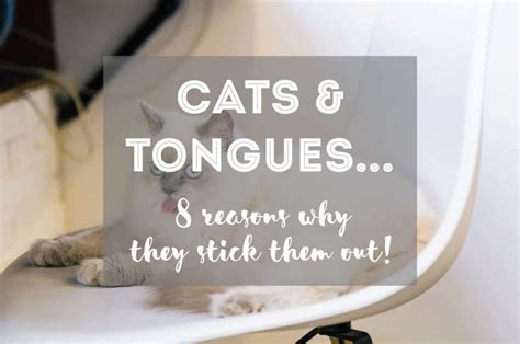 Why Do Cats Stick Their Tongues Out 10 Reasons Why The Fluffy Kitty