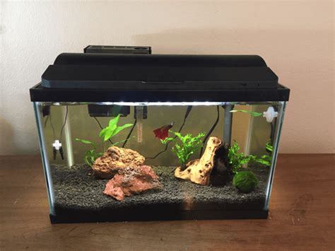 Best Betta Fish Tank Top Reviews Buying Guide Pets Nurturing