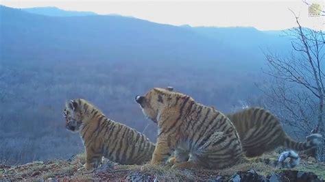 Rare Footage Of Four Amur Tiger Cubs Playing And Resting In The Russia