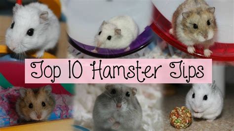 My Top 10 Hamster Tips Hamsterhorsesandcats Youtube