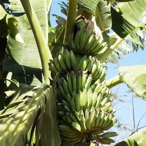 Musa Acuminata Banana Position Watering Fertilization Pruning