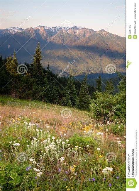 Early Morning Light Wildflower Meadow Olympic Mountains