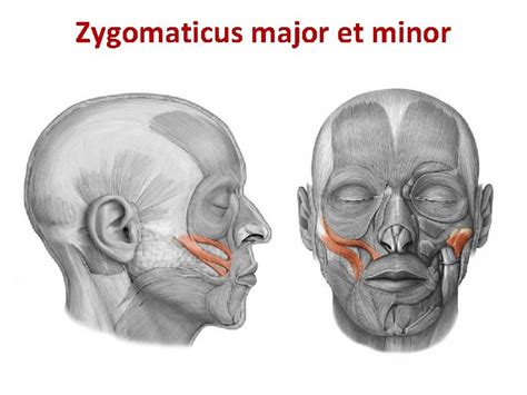 Zygomaticus Major And Minor