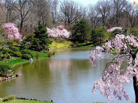 Wiosna Park Kwitnące Rzeka Drzewa