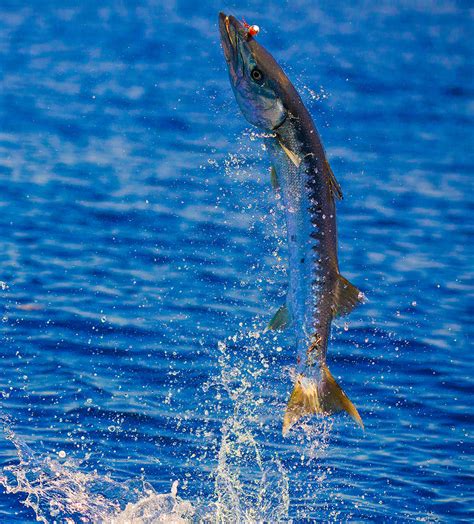 The barracuda is a saltwater fish of the genus sphyraena. What's Great About Barracuda - Florida Sportsman