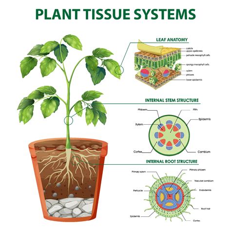 Plant Tissue Systems Vector Illustration Labeled Biology Structure Sexiz Pix