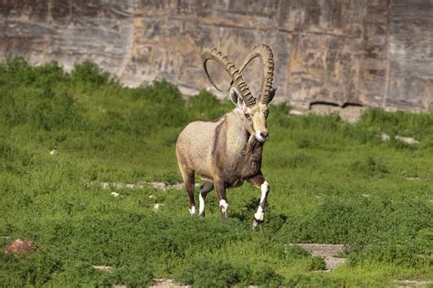 Pin On Ungulates Need Love Too