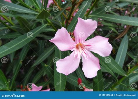 Soft Pink Sweet Oleander Flower Or A Bay Of Roses Fragrant Oleander
