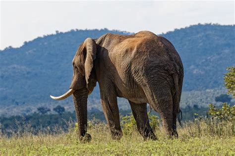 Elefant Foto And Bild Africa Southern Africa South Africa Bilder Auf