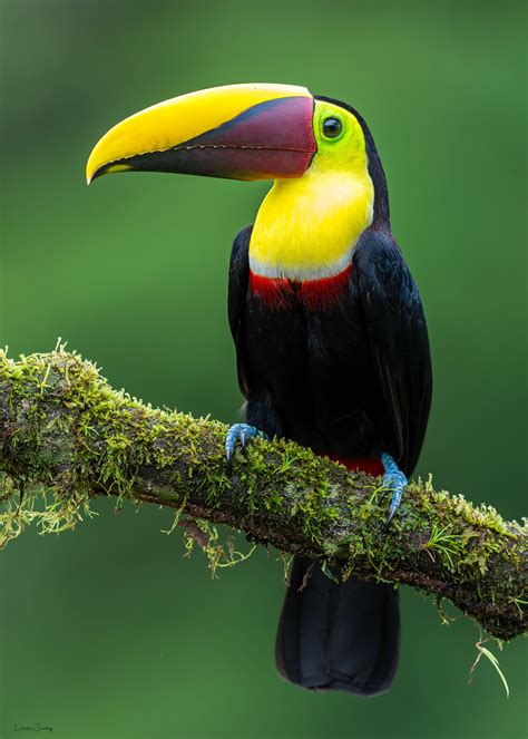 Flickrp2i16s1p Yellow Throated Toucan Yellow Throated