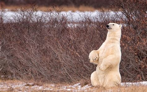 Wallpaper Polar Bear Standing Up Bushes 1920x1200 Hd Picture Image