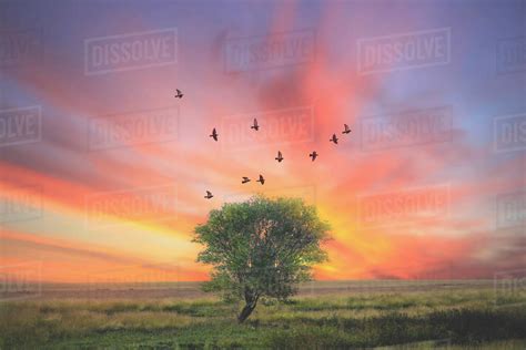 Birds Flying Over Tree At Sunset Plainview Texas America Usa