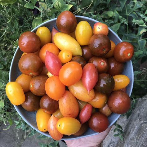 How To Grow Organic Tomatoes Including Heirloom Tomatoes Jack