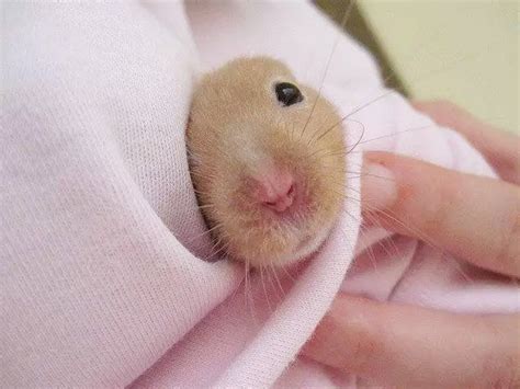 Symptoms Of Poor Hamster Health Or Illness Cute Hamsters