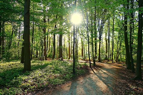 Free Image on Pixabay - Tree, Forest, Path, Park, Sun | Forest, Tree forest, Paths