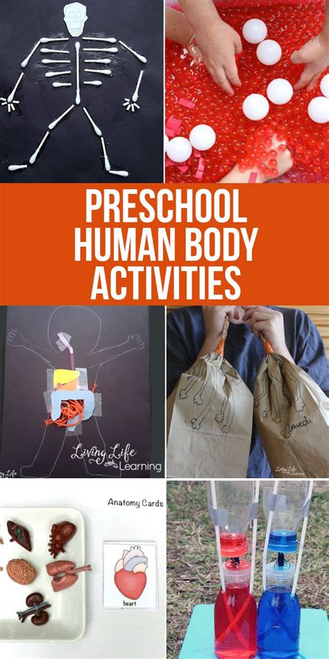 preschool human body activities human body activities