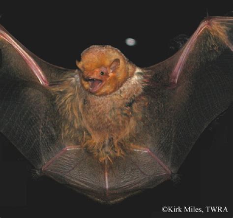Eastern Red Bat Tennessee Wildlife Resources Agency