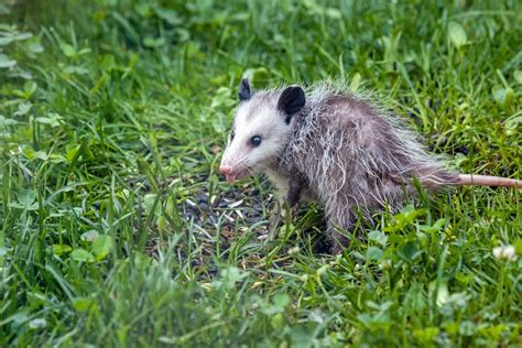 Annapolis Md Opossum Removal Kp Wildlife Control