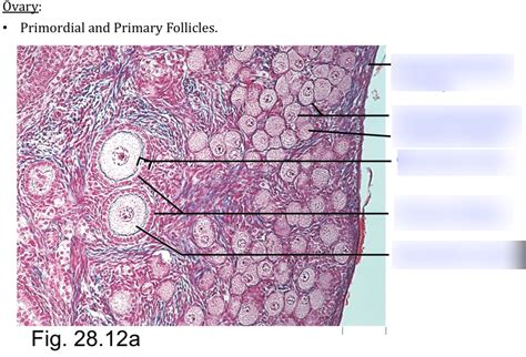 Ovary Histology Diagram Quizlet