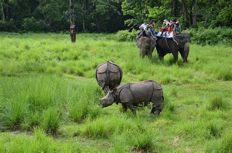 Chitwan National Park Safari Package 3 Days Great Nepal Treks