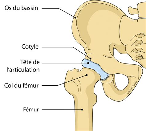 Anatomie De La Hanche Os Muscles Moyens D Union Nerfs Vascularisation