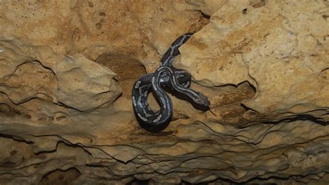 Video Sight Mare The Blind And Deaf Snakes That Hunt Bats In A Pitch