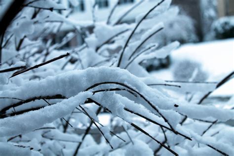 Snow Covered Branches 01 Free Stock Photo Public Domain Pictures