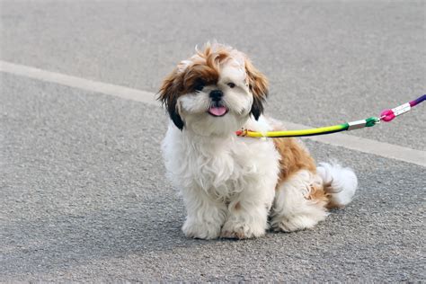 Free Images Puppy Animal Pet Vertebrate Dog Breed Lhasa Apso