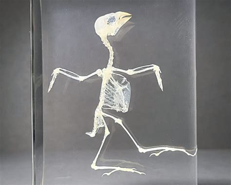 Bird Skeleton In Resin Lonchura Punctulata Insects In Resin