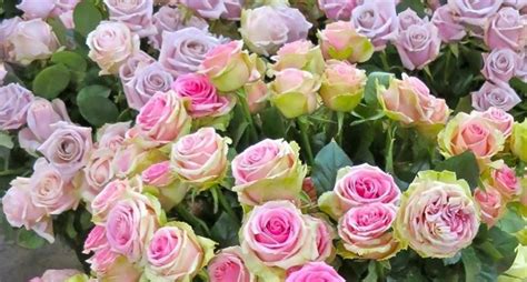 La rosa è uno dei fiori preferiti dei poeti, che la usano come metafora dell'amore, della fragilità, del 2. Rose antiche - Rose