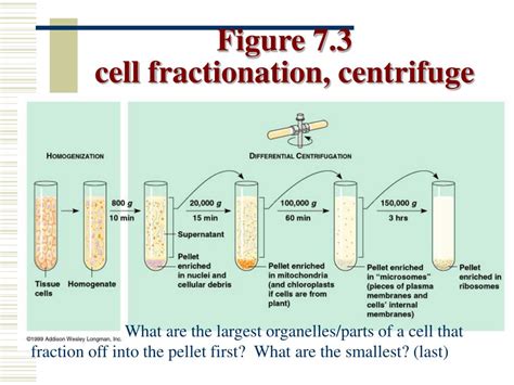 Ppt Chapter 7 A Tour Of The Cell Part 1 Powerpoint Presentation