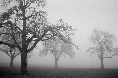 Grayscale Photo Of Trees Ilford Hd Wallpaper Wallpaper Flare