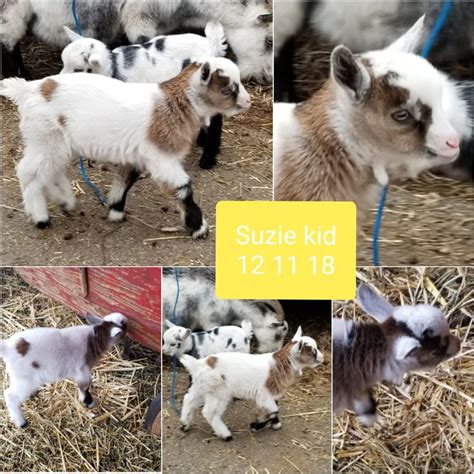 The place to buy/sell goats. 2020 KIDS FOR SALE - PYGMY GOATS FOR SALE COUNTRY FARMS in ...
