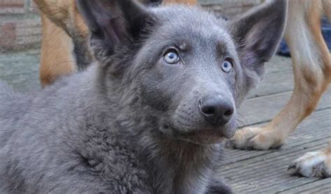 The Blue German Shepherd A Quick Guide My Dogs Info