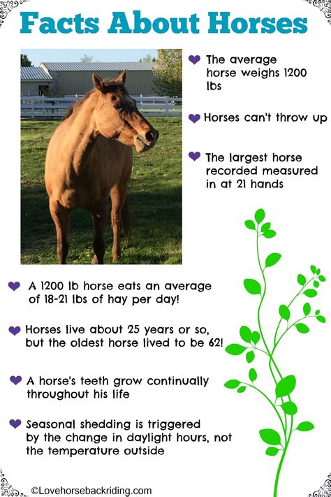Fun Facts About Horses Artofit