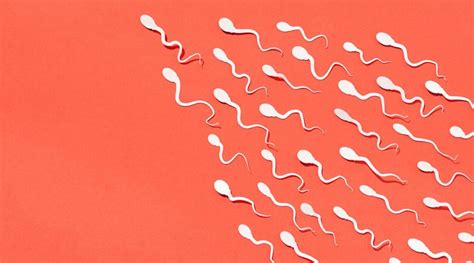 13 fatos sobre o sêmen e o esperma composição volume e mais respostas sempre atualizadas