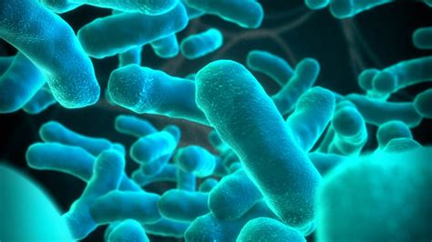 Listeria monocytogenes is the species of pathogenic bacteria that causes the infection listeriosis. Listéria monocytogenes: comment la bactérie bloque l ...