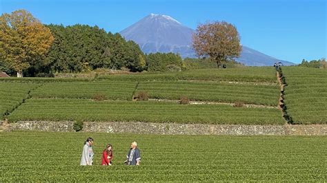 Make Your Own Tea Blend Shizuoka Tea Farm Tour At The Base Of Mt Fuji