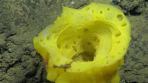 How Do Sea Sponges Live