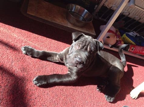 1beautiful Shar Pei Puppy 1 Black In Kingstanding West Midlands