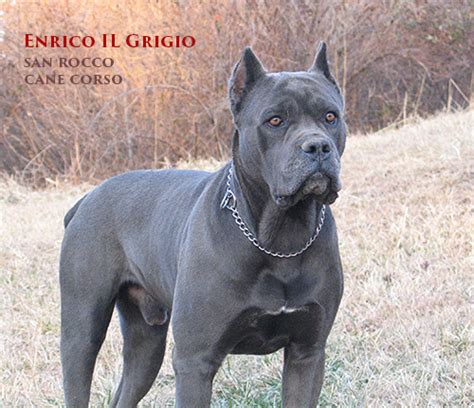 Smartblend is a range of dog foods under purina one that contains the dual defense antioxidant blend system. Gallery - San Rocco Cane Corso Puppies For Sale