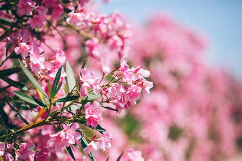 Oleander Stock Photos Pictures And Royalty Free Images Istock