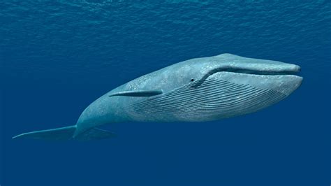 Statistics for a whale of a time. Central Java set to welcome first blue whale exhibit ...