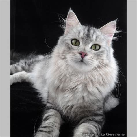 Fluffy balls of cuddles & cutiness. Black Silver Tabby Siberian | Siberian cat, Siberian ...