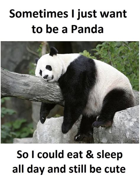 I Want To Be A Panda Panda Funny Panda Love Panda