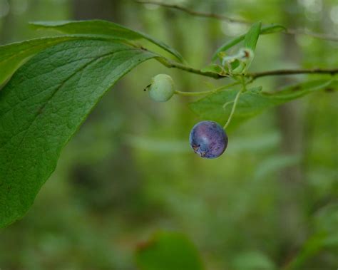 Huckleberry Plant Care Tips For Planting Huckleberries Huckleberry