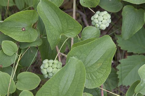 The greenbrier vine is dioecious, meaning it has both male and female plants. Minnesota Seasons - bristly greenbrier
