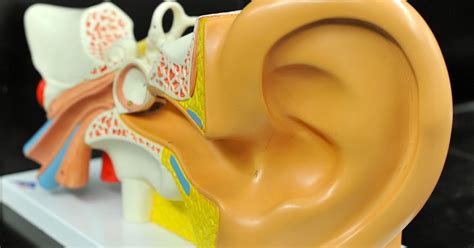 Human Anatomy Lab Ear Models